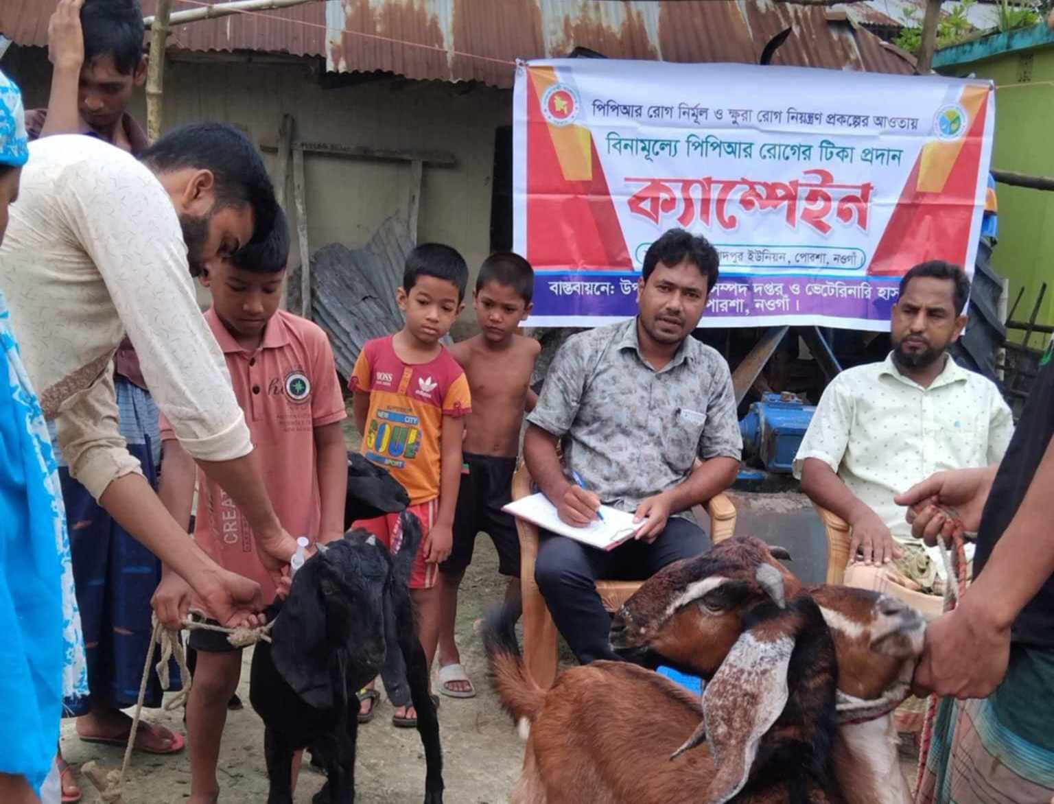 পোরশায় বিনামূল্যে পিপিআর টিকা প্রদান কর্মসূচি চলছে