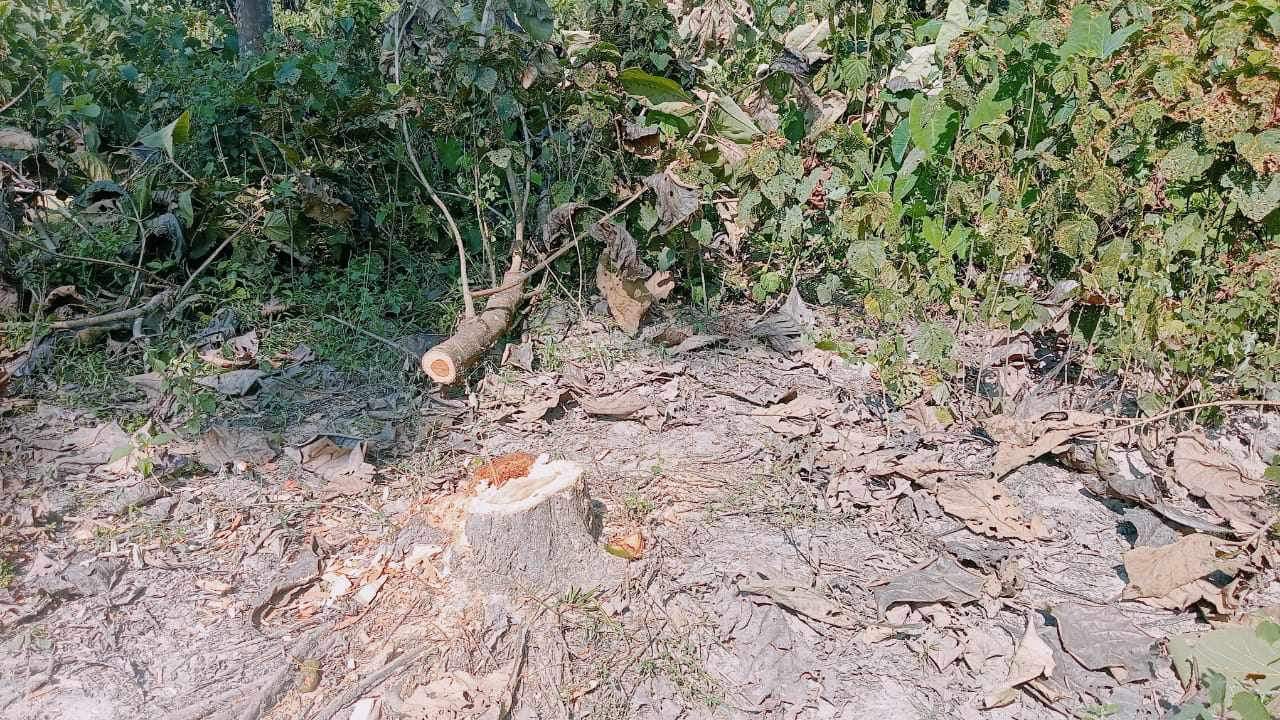 লামায় রুহুল কাদের এর বাগান থেকে সেগুন গাছ কেটে নিলো দূর্বৃত্তরা