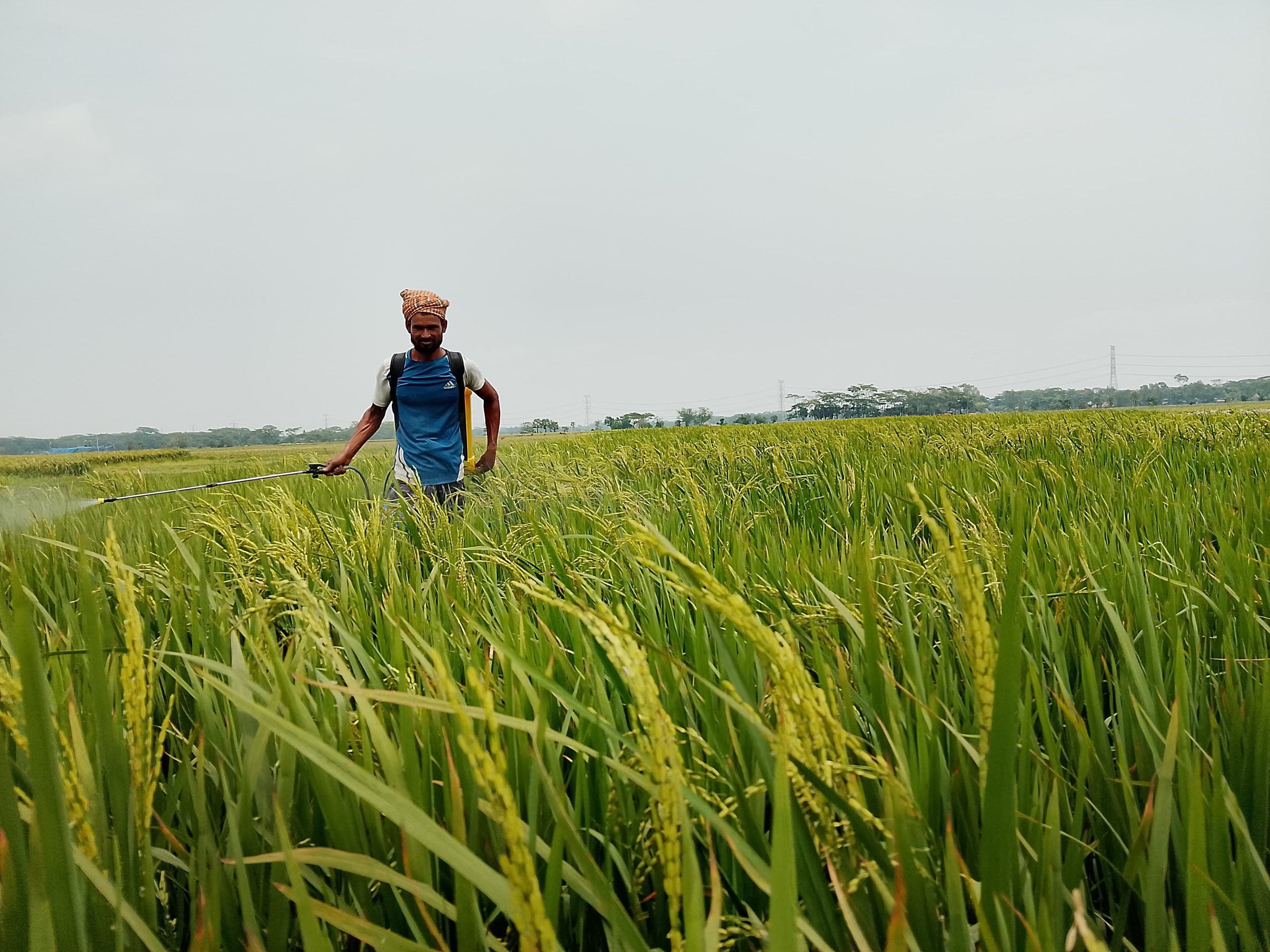 আমতলীতে বিদ্যুৎ ও জ্বালানি সংকটে বন্ধ সেচ চরম বিপাকে কৃষক!