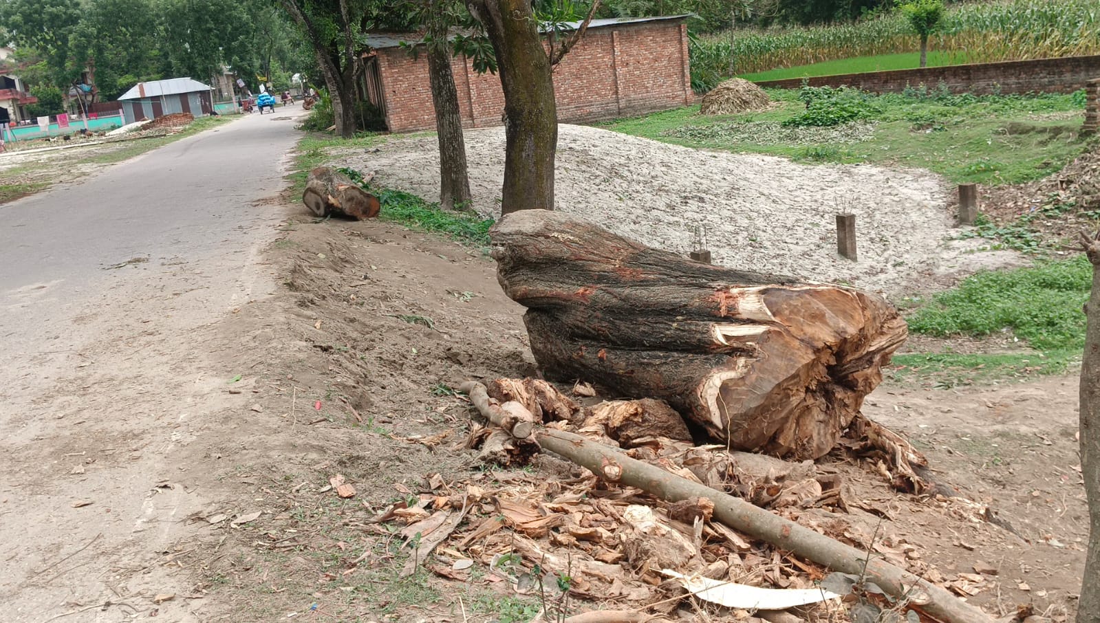 বীরগঞ্জে রাতের আঁধারে সরকারি ৩টি মহামূল্যবান আকাশমনি গাছ কাটার চেষ্টা, নসিমনসহ গাছ আটক