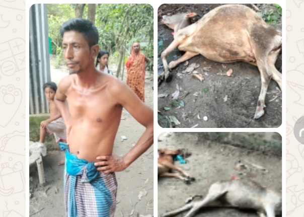 নরসিংদীর শিবপুরে তিনটি গরুকে বিষ খাইয়ে হত্যা